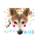 ダックスとたまに柴犬。（個別スタンプ：19）