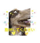 ダックスとたまに柴犬。（個別スタンプ：21）