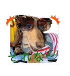 ダックスとたまに柴犬。（個別スタンプ：22）