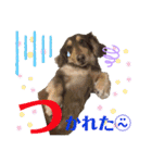 ダックスとたまに柴犬。（個別スタンプ：23）