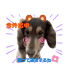 ダックスとたまに柴犬。（個別スタンプ：25）