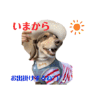 ダックスとたまに柴犬。（個別スタンプ：26）