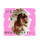 ダックスとたまに柴犬。（個別スタンプ：27）