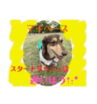 ダックスとたまに柴犬。（個別スタンプ：28）