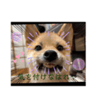 ダックスとたまに柴犬。（個別スタンプ：29）