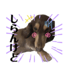 ダックスとたまに柴犬。（個別スタンプ：30）