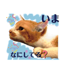 ダックスとたまに柴犬。（個別スタンプ：32）
