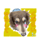 ダックスとたまに柴犬。（個別スタンプ：33）