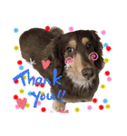 ダックスとたまに柴犬。（個別スタンプ：34）