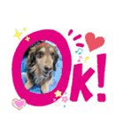 ダックスとたまに柴犬。（個別スタンプ：35）