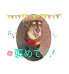 ダックスとたまに柴犬。（個別スタンプ：36）