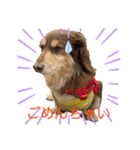 ダックスとたまに柴犬。（個別スタンプ：37）