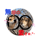 ダックスとたまに柴犬。（個別スタンプ：39）