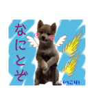 ダックスとたまに柴犬。（個別スタンプ：40）