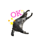ねこさんと一緒♡（個別スタンプ：1）
