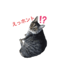 ねこさんと一緒♡（個別スタンプ：2）