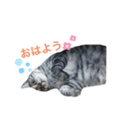 ねこさんと一緒♡（個別スタンプ：6）