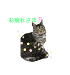 ねこさんと一緒♡（個別スタンプ：7）