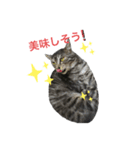 ねこさんと一緒♡（個別スタンプ：8）