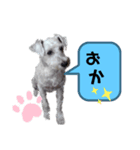 挨拶 シロ シュナ（個別スタンプ：1）