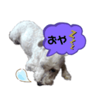 挨拶 シロ シュナ（個別スタンプ：2）
