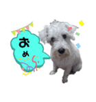挨拶 シロ シュナ（個別スタンプ：4）