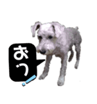 挨拶 シロ シュナ（個別スタンプ：6）