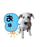 挨拶 シロ シュナ（個別スタンプ：8）