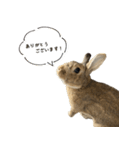 うさぎの、ぴょんきち そのにっ（個別スタンプ：1）
