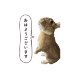 うさぎの、ぴょんきち そのにっ（個別スタンプ：2）
