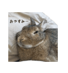 うさぎの、ぴょんきち そのにっ（個別スタンプ：3）
