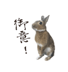 うさぎの、ぴょんきち そのにっ（個別スタンプ：4）