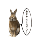 うさぎの、ぴょんきち そのにっ（個別スタンプ：5）