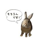 うさぎの、ぴょんきち そのにっ（個別スタンプ：6）