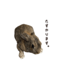 うさぎの、ぴょんきち そのにっ（個別スタンプ：7）