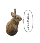 うさぎの、ぴょんきち そのにっ（個別スタンプ：8）