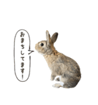 うさぎの、ぴょんきち そのにっ（個別スタンプ：10）