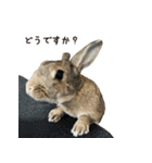 うさぎの、ぴょんきち そのにっ（個別スタンプ：11）