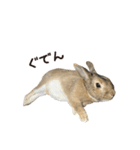 うさぎの、ぴょんきち そのにっ（個別スタンプ：13）