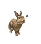 うさぎの、ぴょんきち そのにっ（個別スタンプ：14）