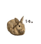 うさぎの、ぴょんきち そのにっ（個別スタンプ：16）