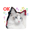 ロイ君サイベリアン（個別スタンプ：3）