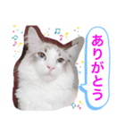 ロイ君サイベリアン（個別スタンプ：4）