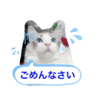 ロイ君サイベリアン（個別スタンプ：5）