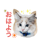 ロイ君サイベリアン（個別スタンプ：7）