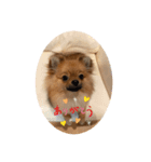 ポメラニアンのくぅちゃんだワン（個別スタンプ：1）
