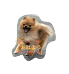 ポメラニアンのくぅちゃんだワン（個別スタンプ：5）