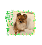 ポメラニアンのくぅちゃんだワン（個別スタンプ：6）