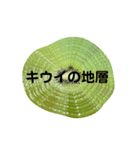 キウイフルーツ Kiwi fruit（個別スタンプ：2）