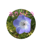 いつでも使える花のスタンプ①春（個別スタンプ：5）
